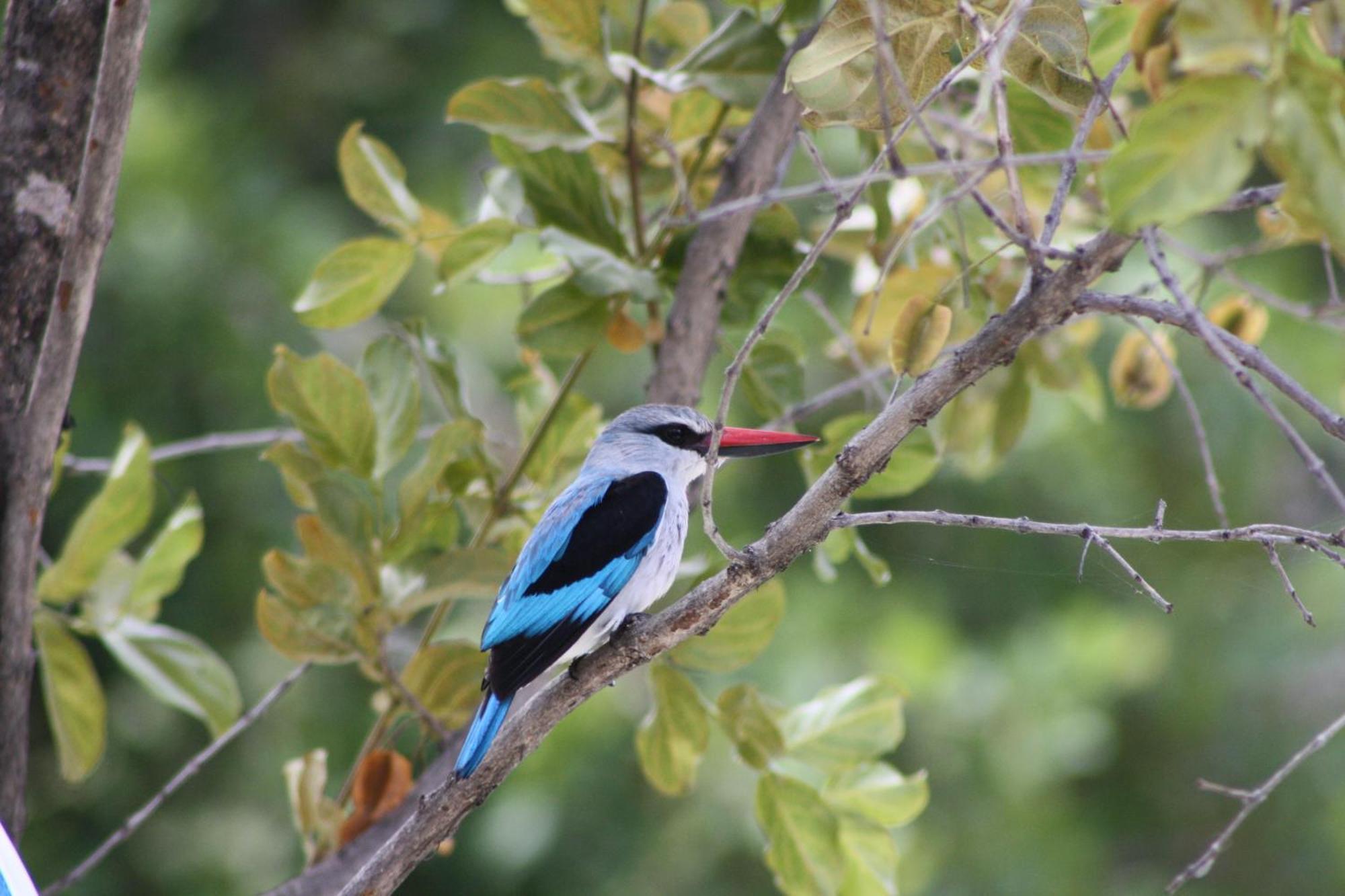 Normann Safari Bush Lodge Phalaborwa Kültér fotó