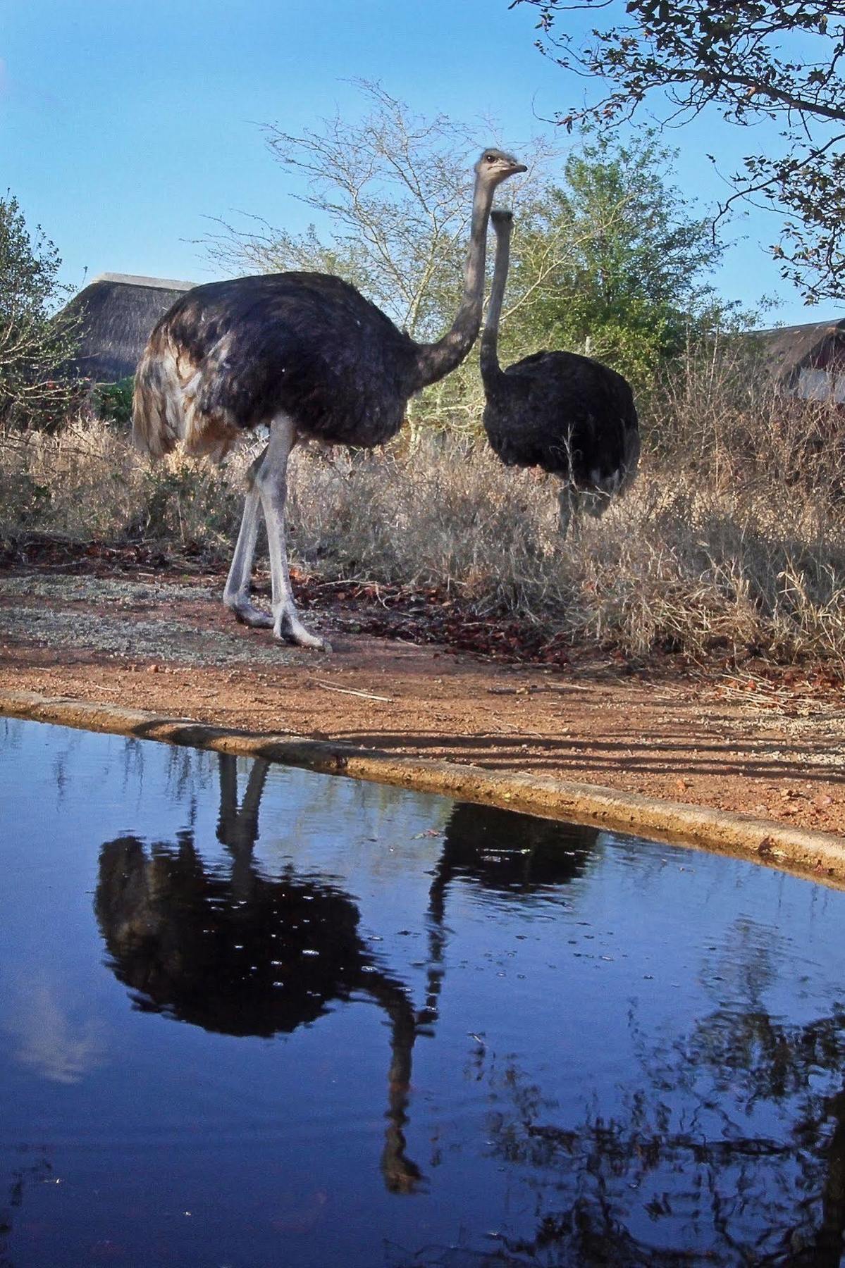 Normann Safari Bush Lodge Phalaborwa Kültér fotó